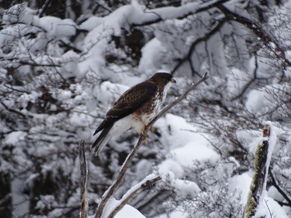 White-throated Hawk - ML610554778