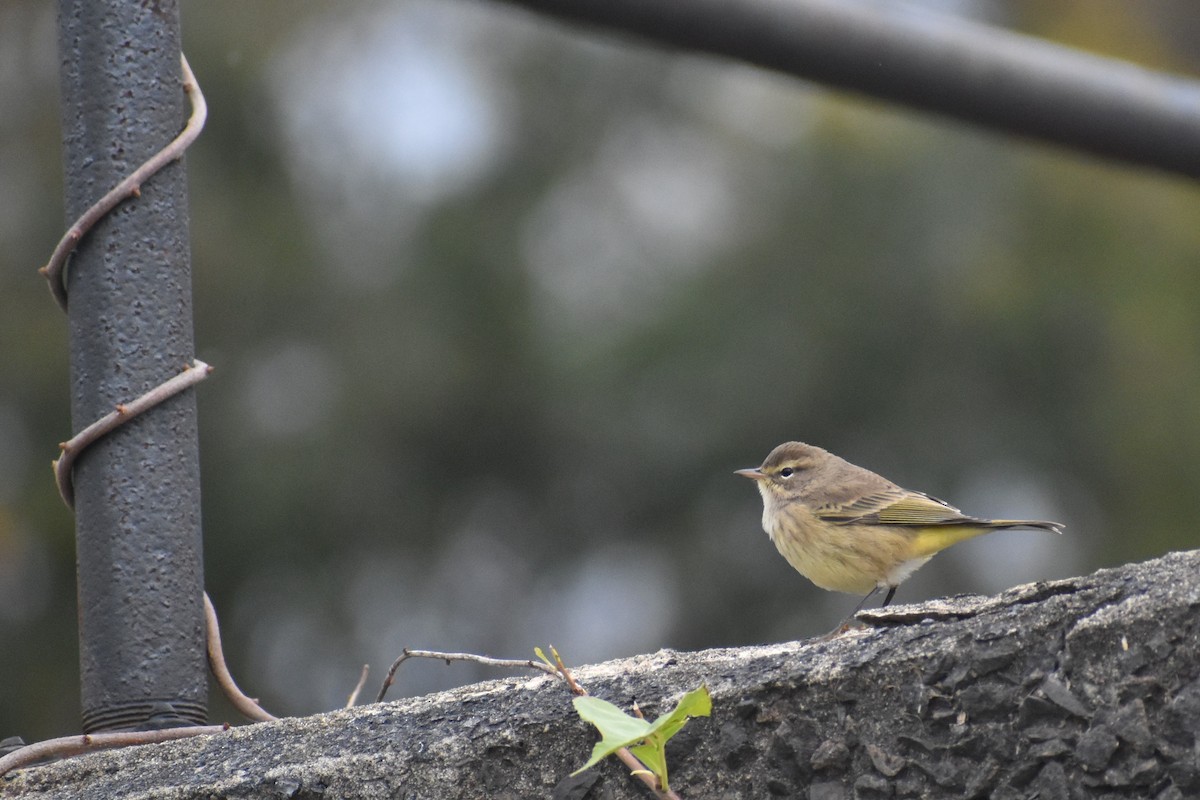 Palm Warbler - ML610554995