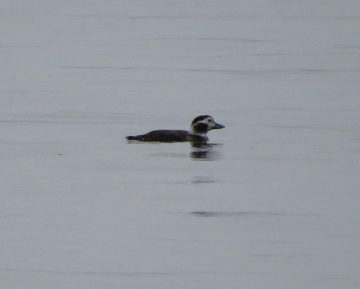Long-tailed Duck - ML610555008