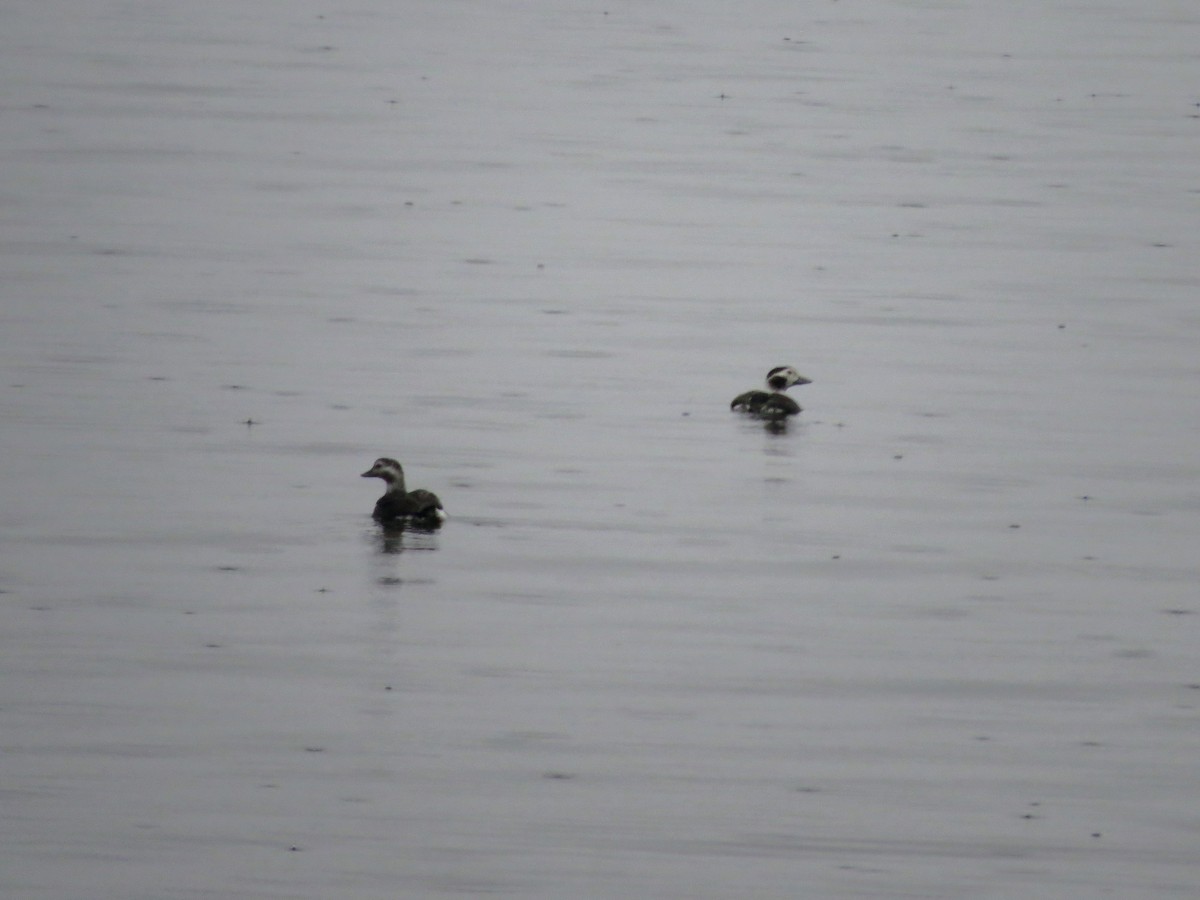 Long-tailed Duck - ML610555009