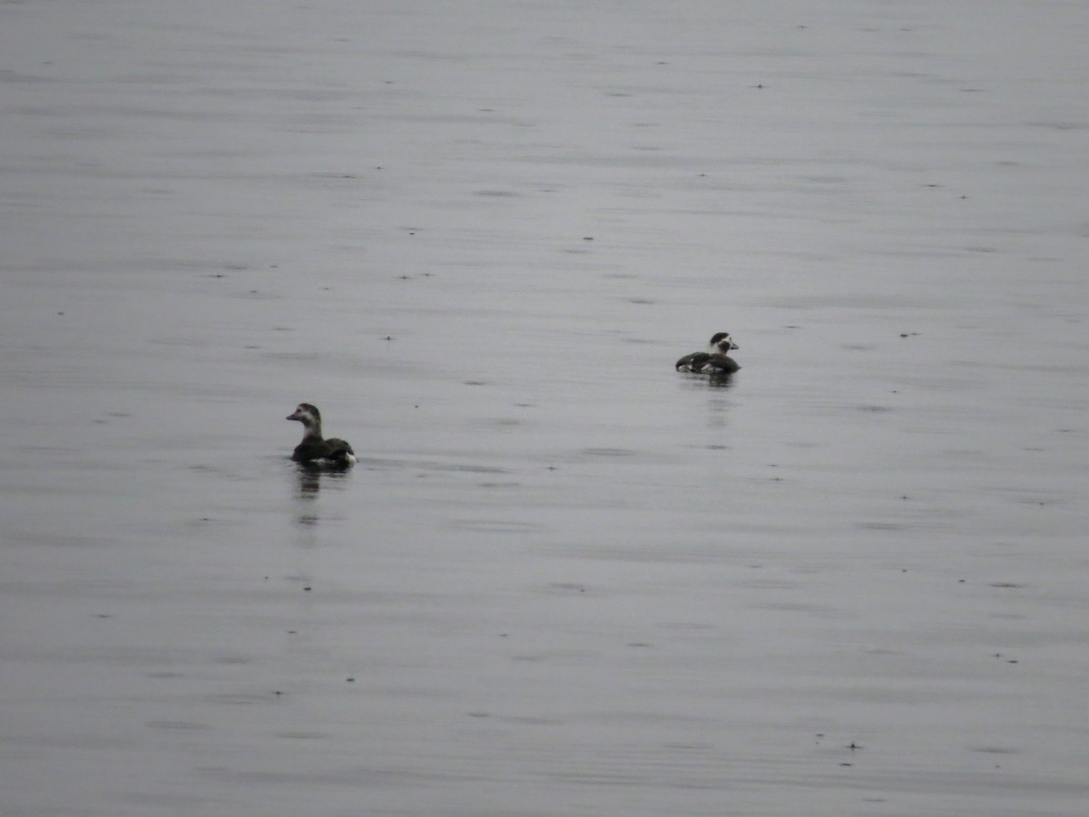 Long-tailed Duck - ML610555011