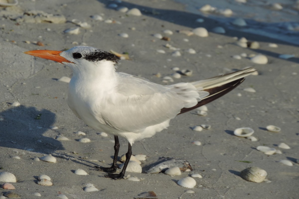 Royal Tern - Carole Ratté