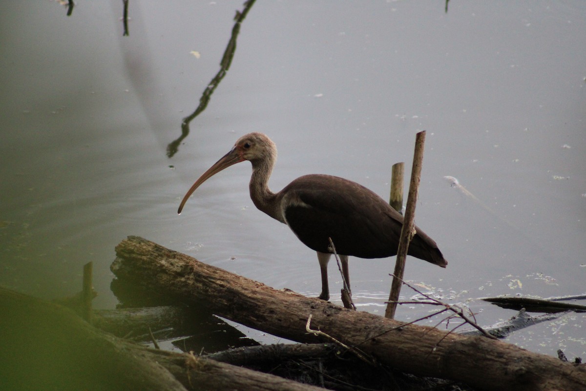 White Ibis - ML610555246