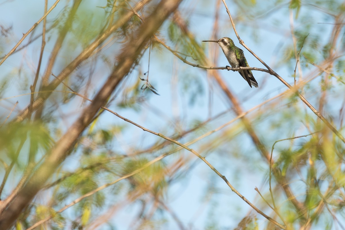 Red-billed Emerald - ML610555292