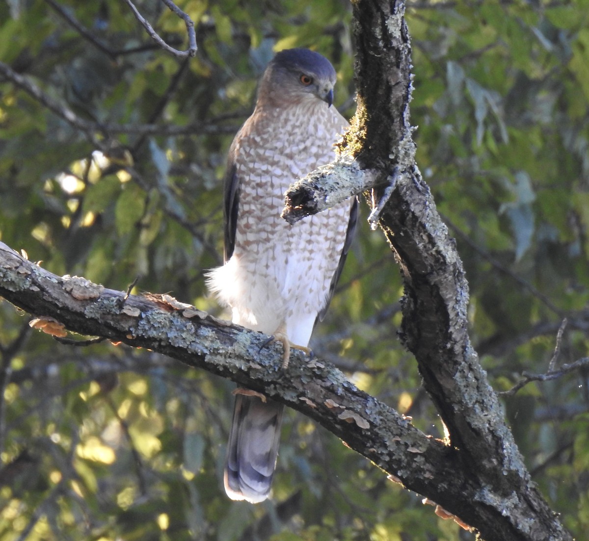 Cooper's Hawk - Terry Crowe