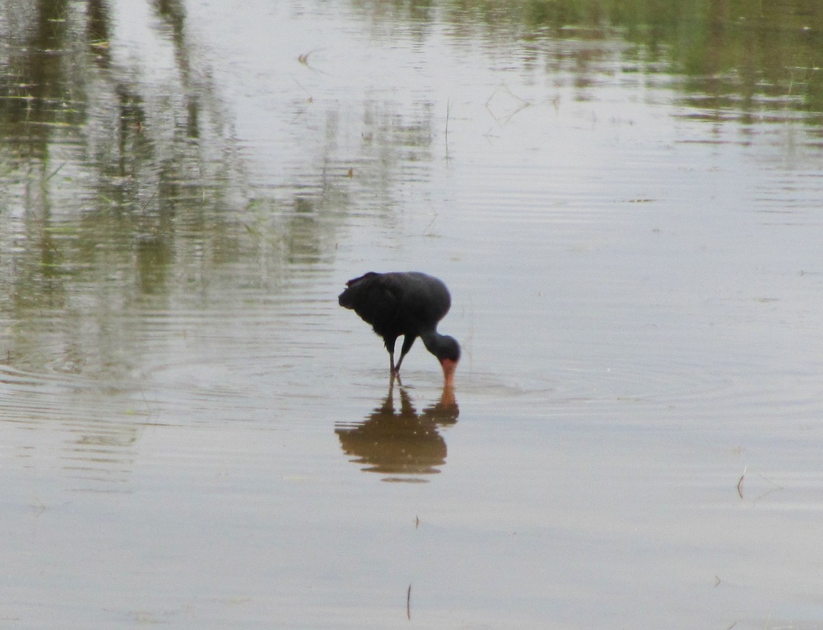 Bare-faced Ibis - ML610555393