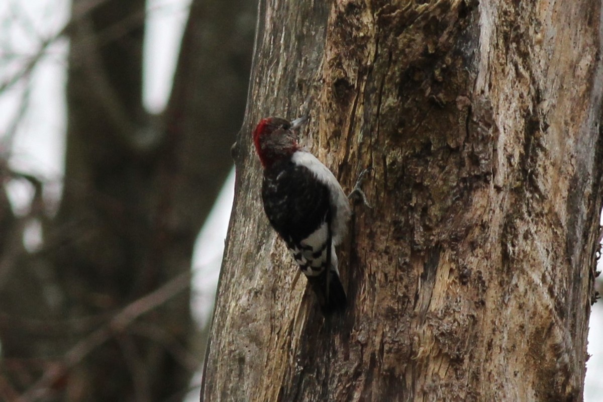 Red-headed Woodpecker - ML610555507