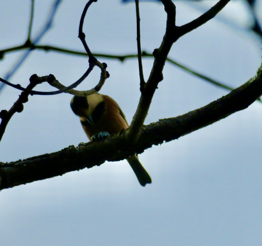 Varied Tit - isaac Cheng