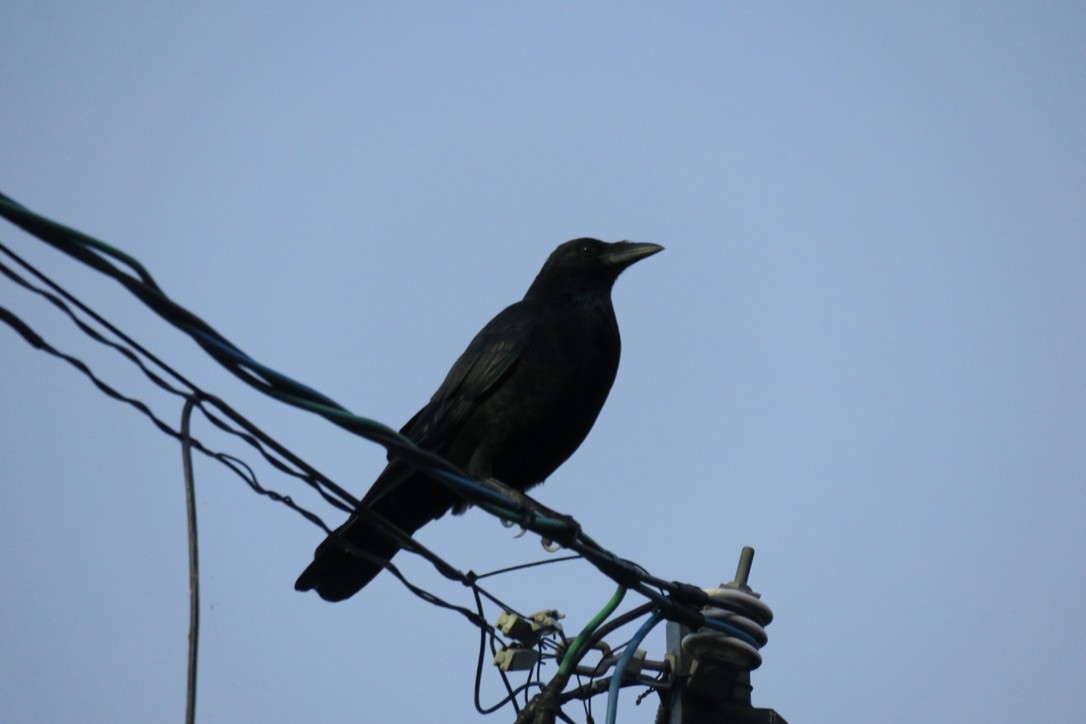 Carrion Crow - isaac Cheng