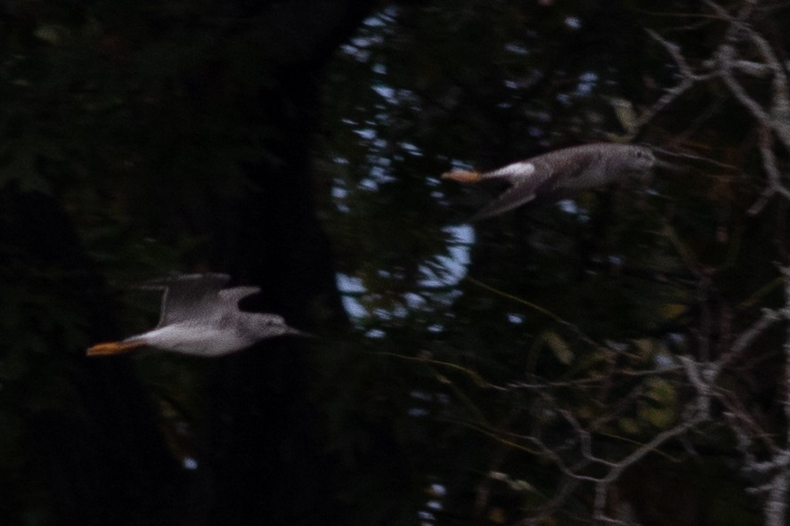 Greater Yellowlegs - ML610555733