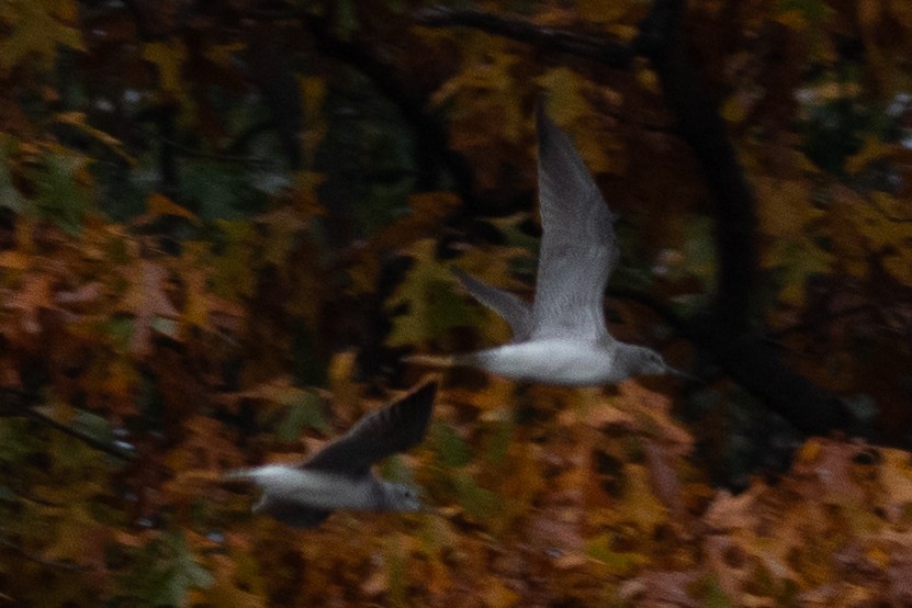 Greater Yellowlegs - ML610555734