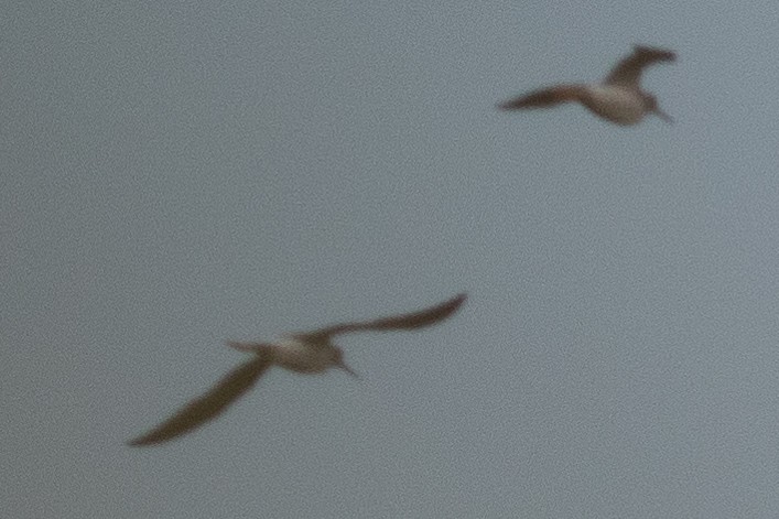 Greater Yellowlegs - ML610555735