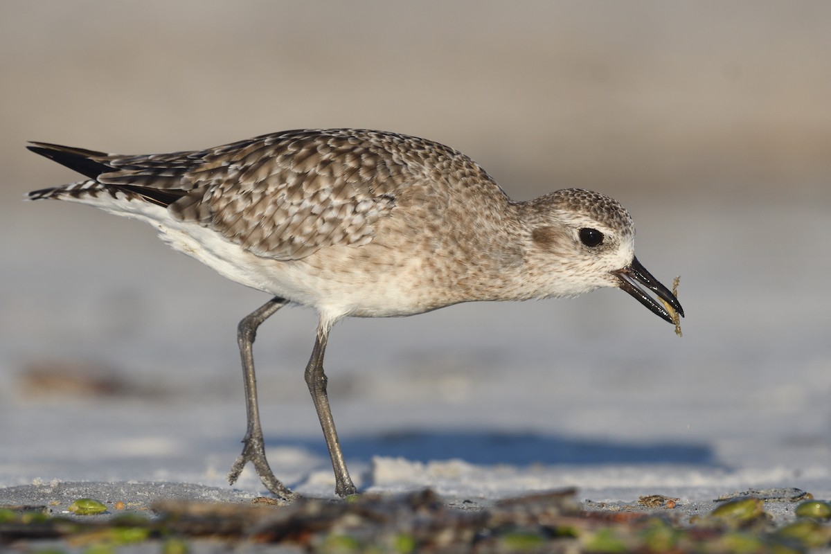 Black-bellied Plover - Shane Carroll