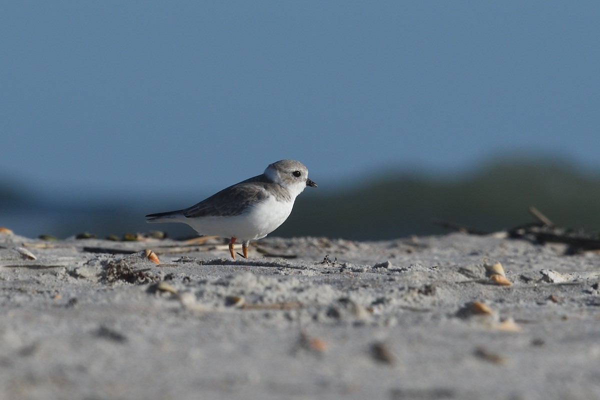 Piping Plover - ML610555849