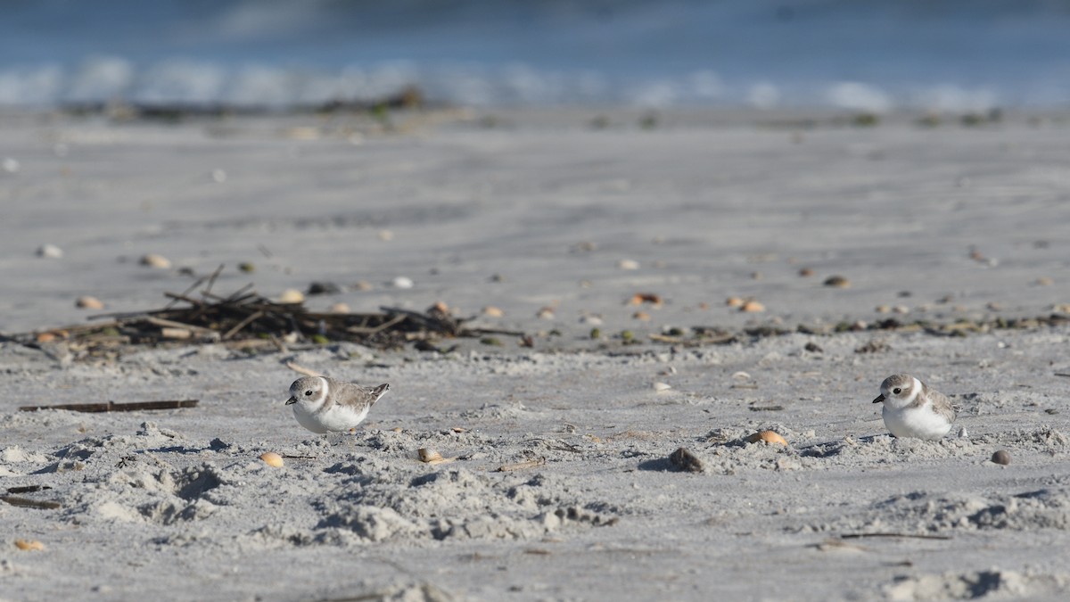 Piping Plover - ML610555861