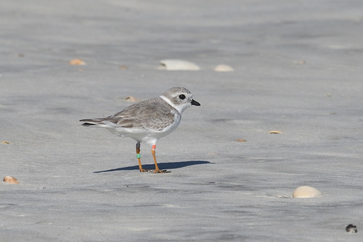 Piping Plover - ML610555866