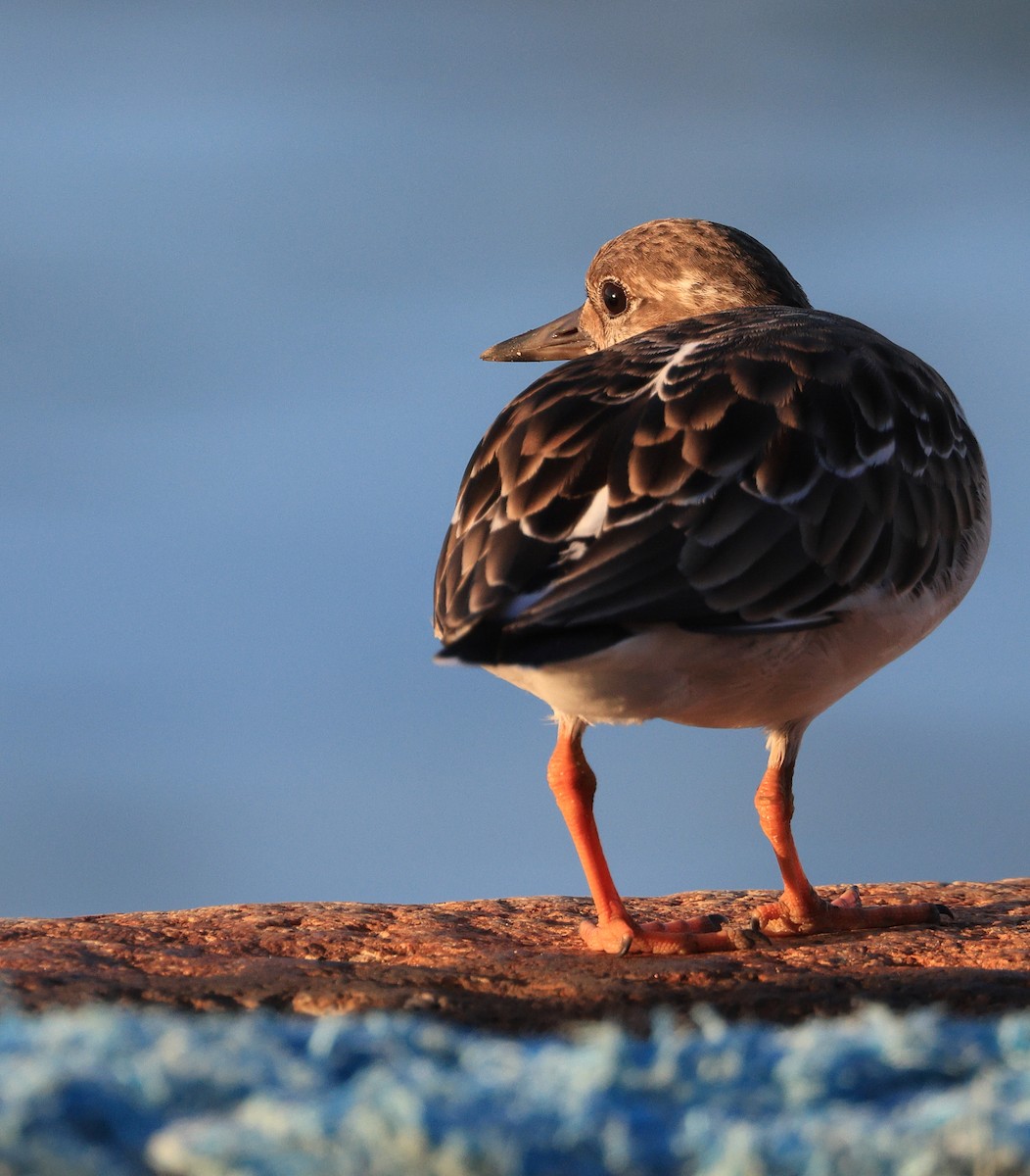 Ruddy Turnstone - ML610555903