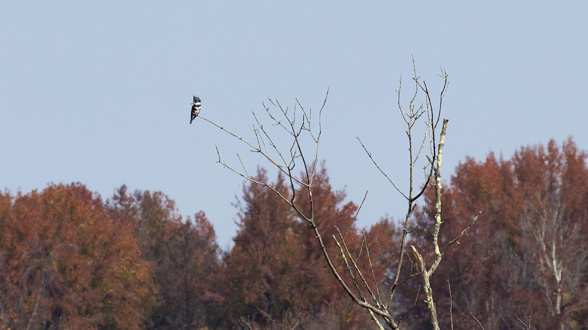 Belted Kingfisher - ML610555922