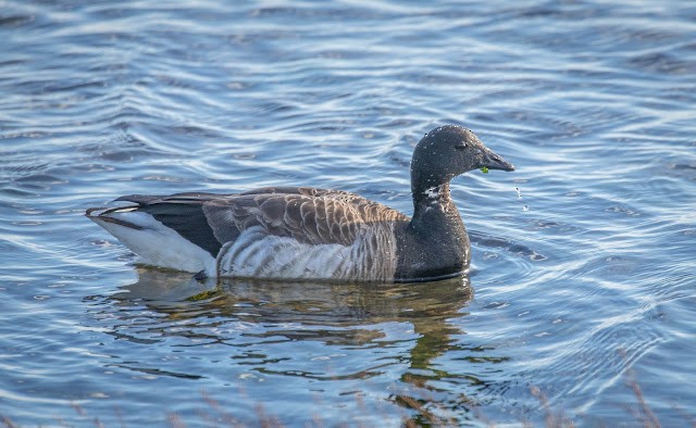 Brant - ML610555928