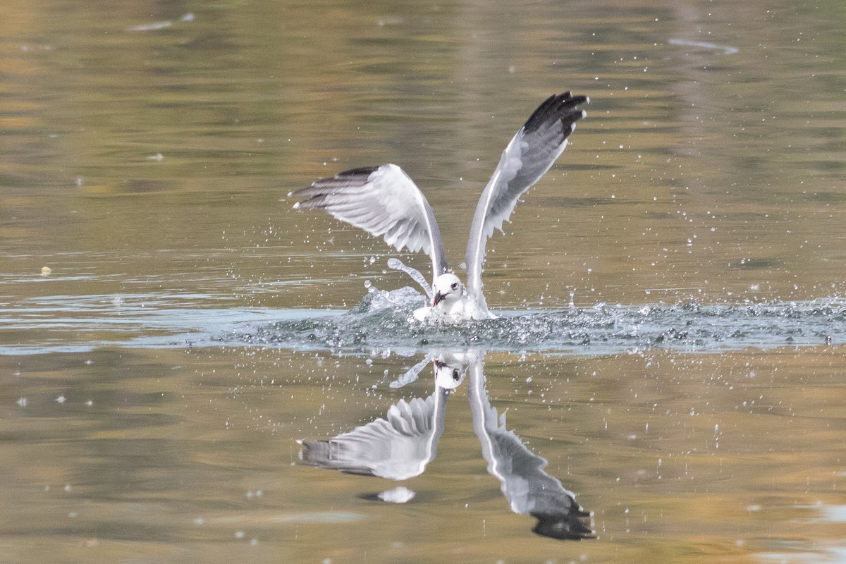 Laughing Gull - Timothy Graves