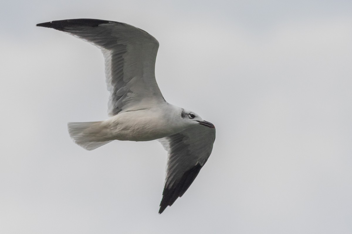 Laughing Gull - Timothy Graves