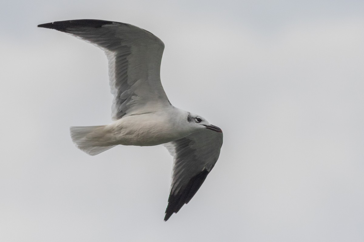 Laughing Gull - ML610555933