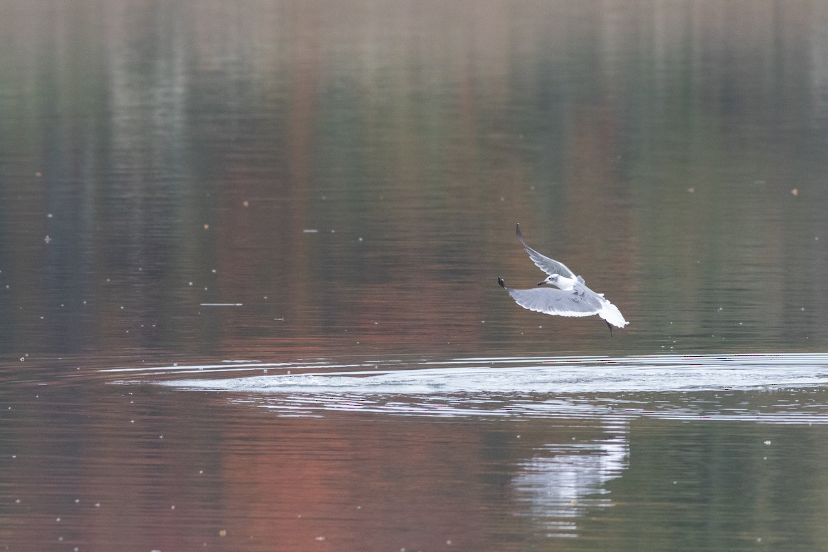 Laughing Gull - ML610555934