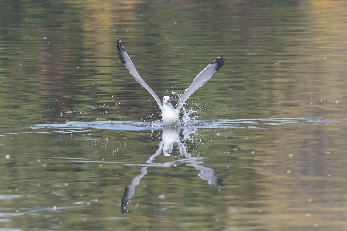 Laughing Gull - ML610555935