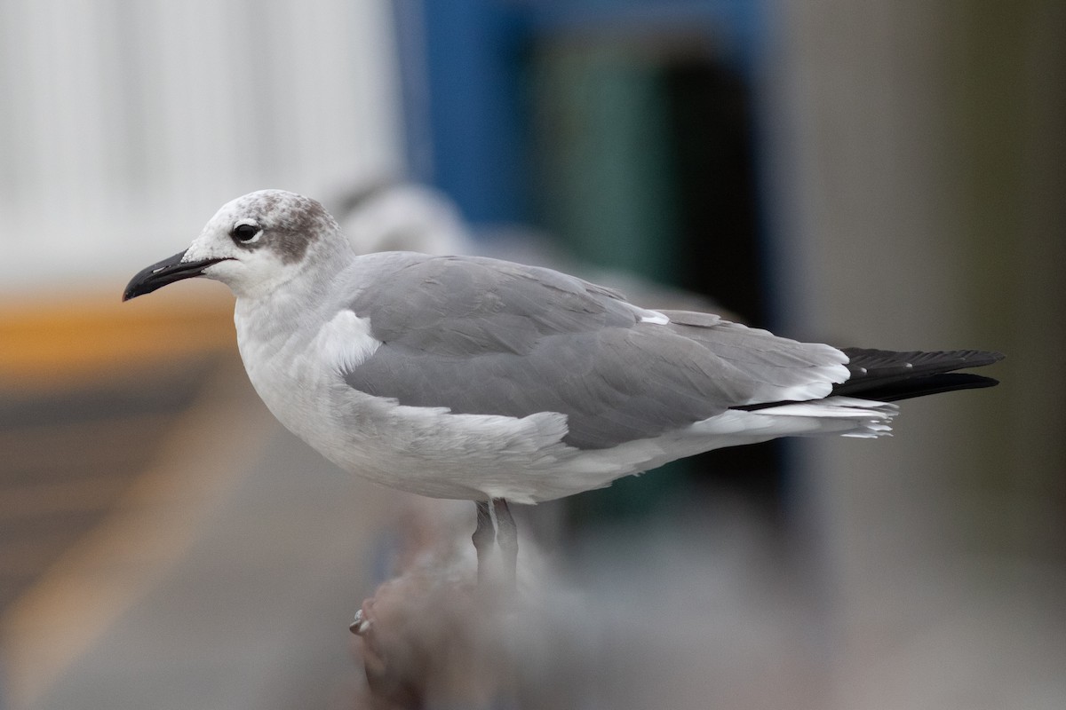 Laughing Gull - ML610556010