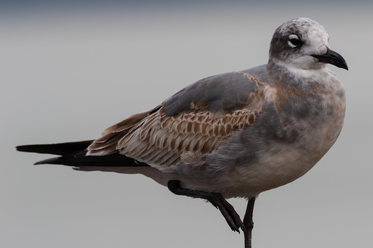 Laughing Gull - ML610556016