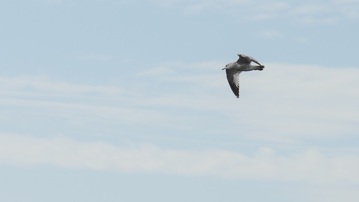 Ring-billed Gull - ML610556025