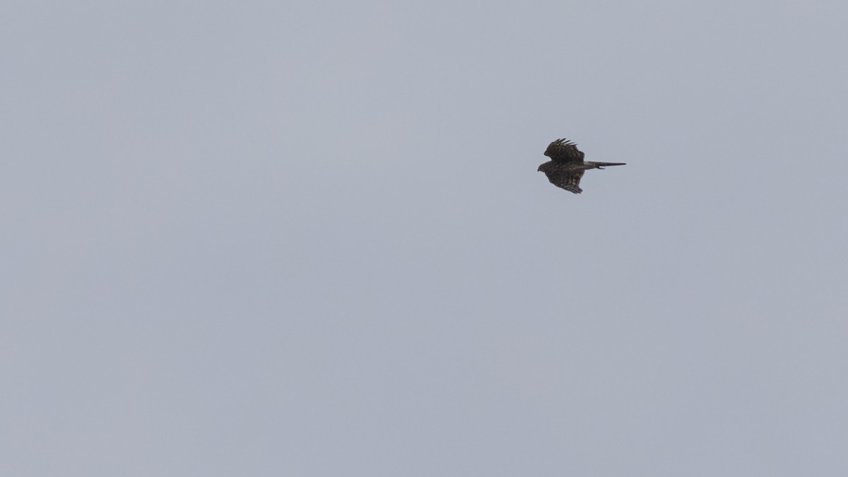 Sharp-shinned Hawk - ML610556105