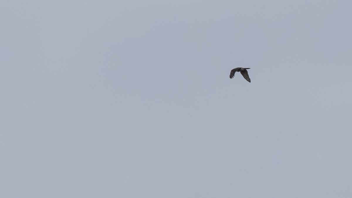 Sharp-shinned Hawk - ML610556107