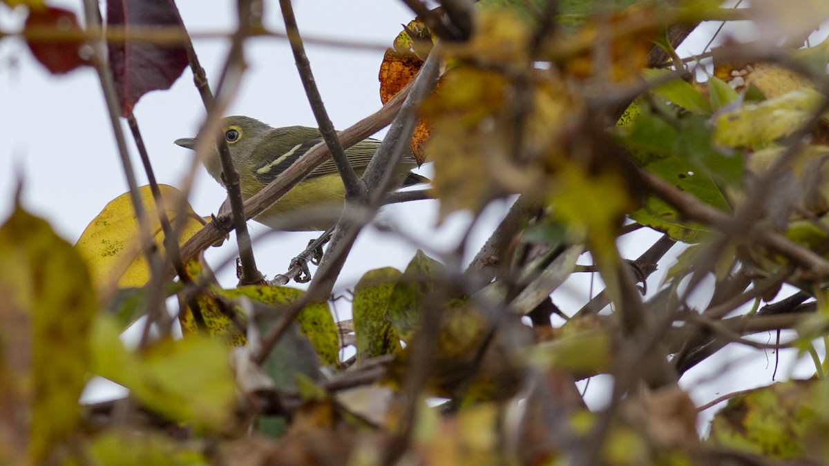 White-eyed Vireo - ML610556239