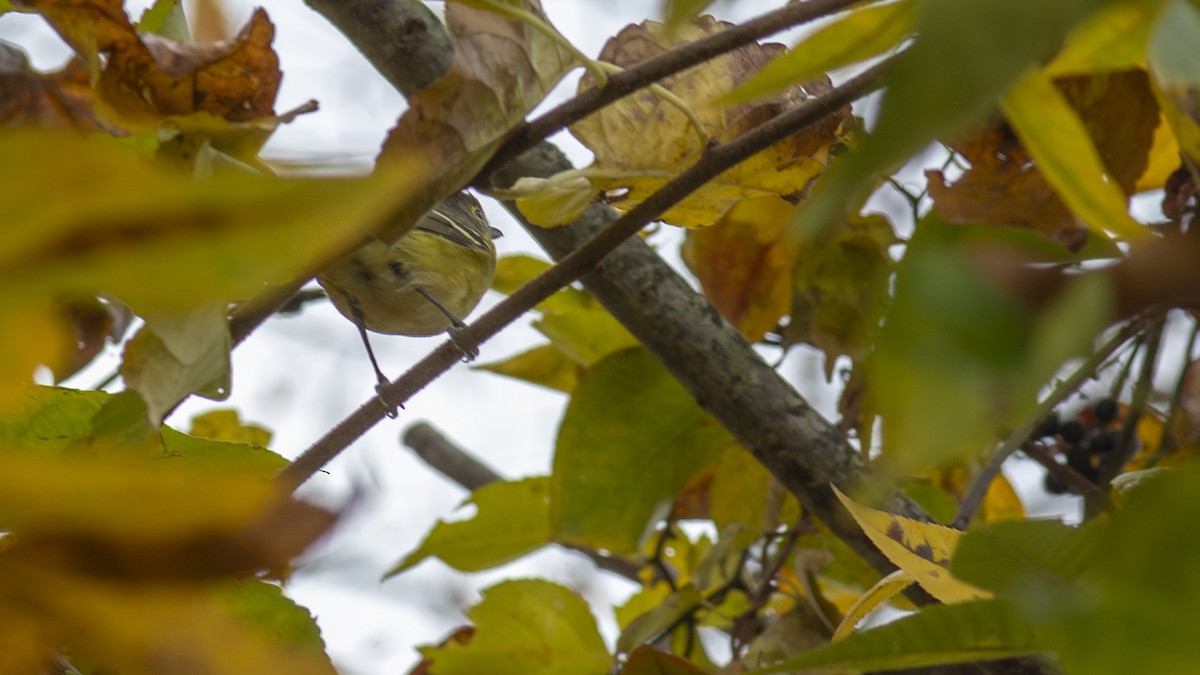 White-eyed Vireo - ML610556240