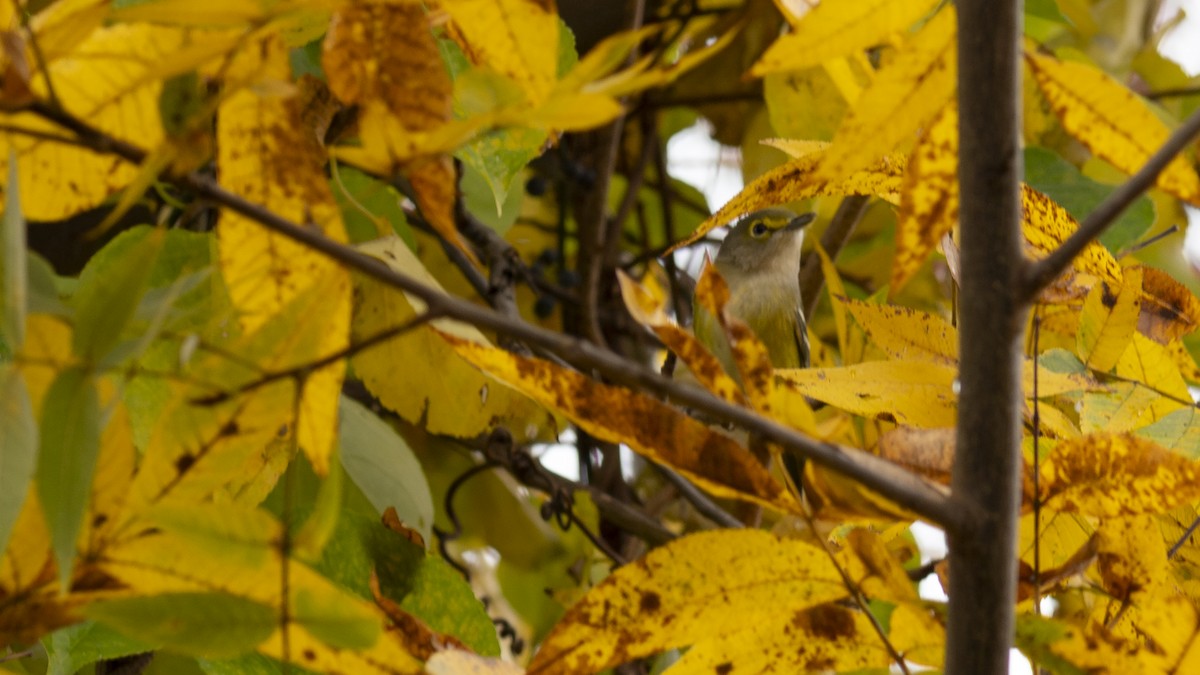 White-eyed Vireo - ML610556241