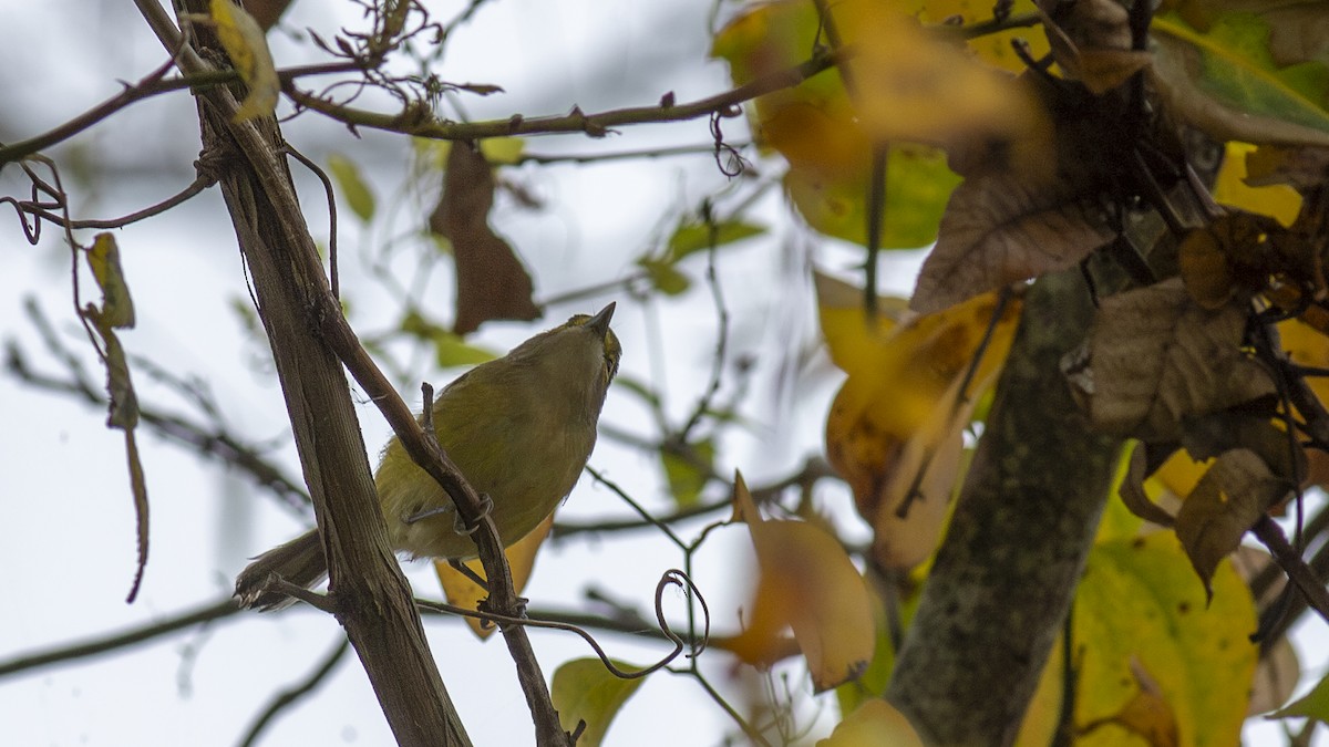 White-eyed Vireo - ML610556243