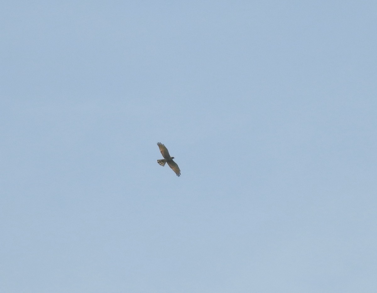 Gray-faced Buzzard - ML610556364