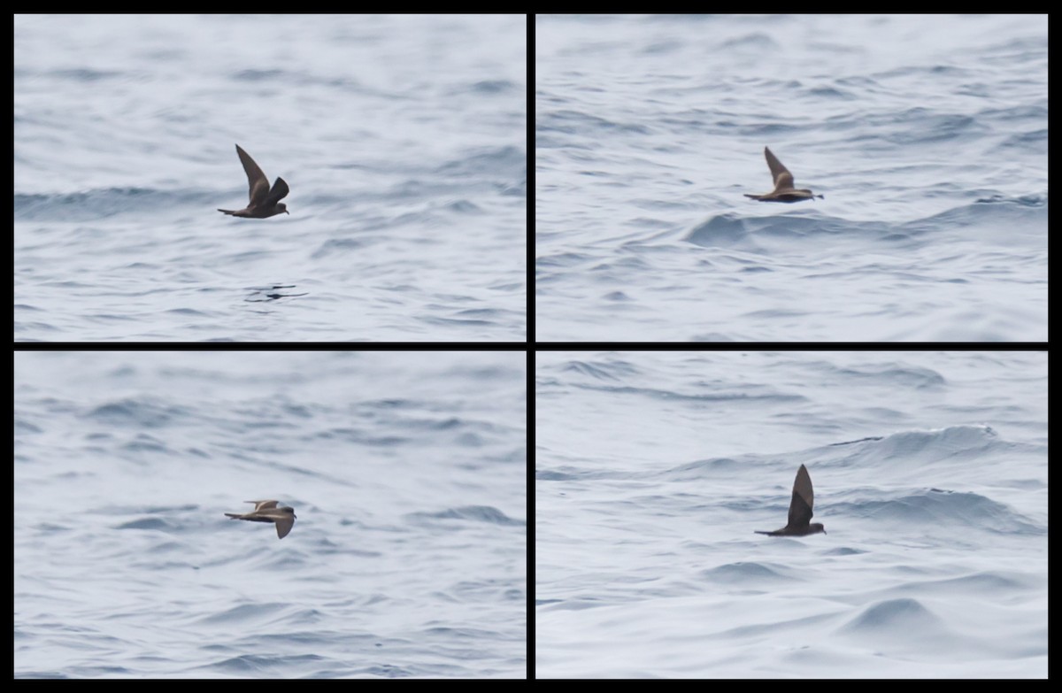 Ashy Storm-Petrel - Jeff Bray