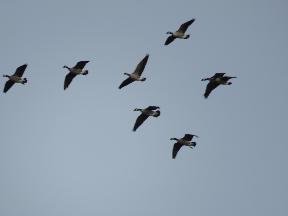 Cackling Goose (Richardson's) - ML610556438