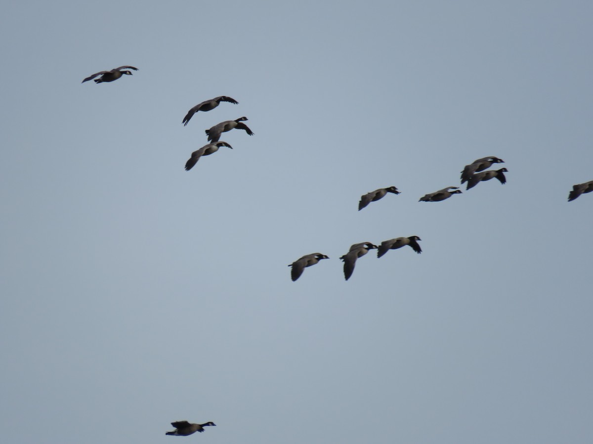 Cackling Goose (Richardson's) - ML610556439