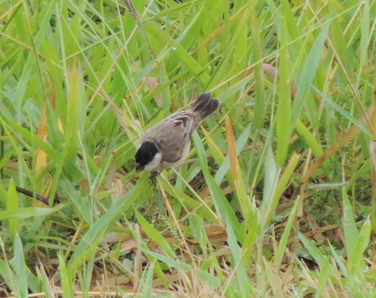 Pearly-bellied Seedeater - Silvana Cecilia Gomariz