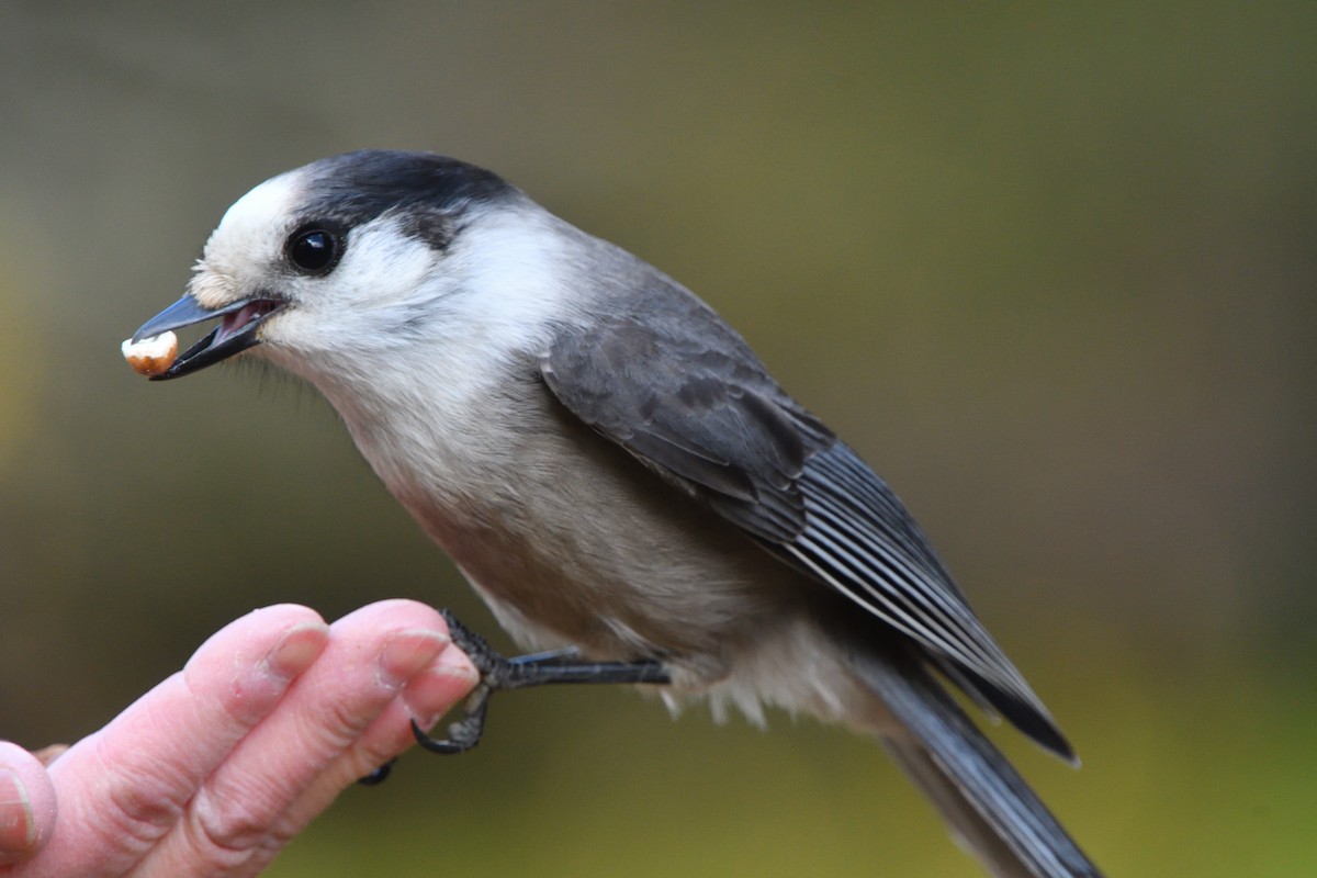 Canada Jay - ML610556544