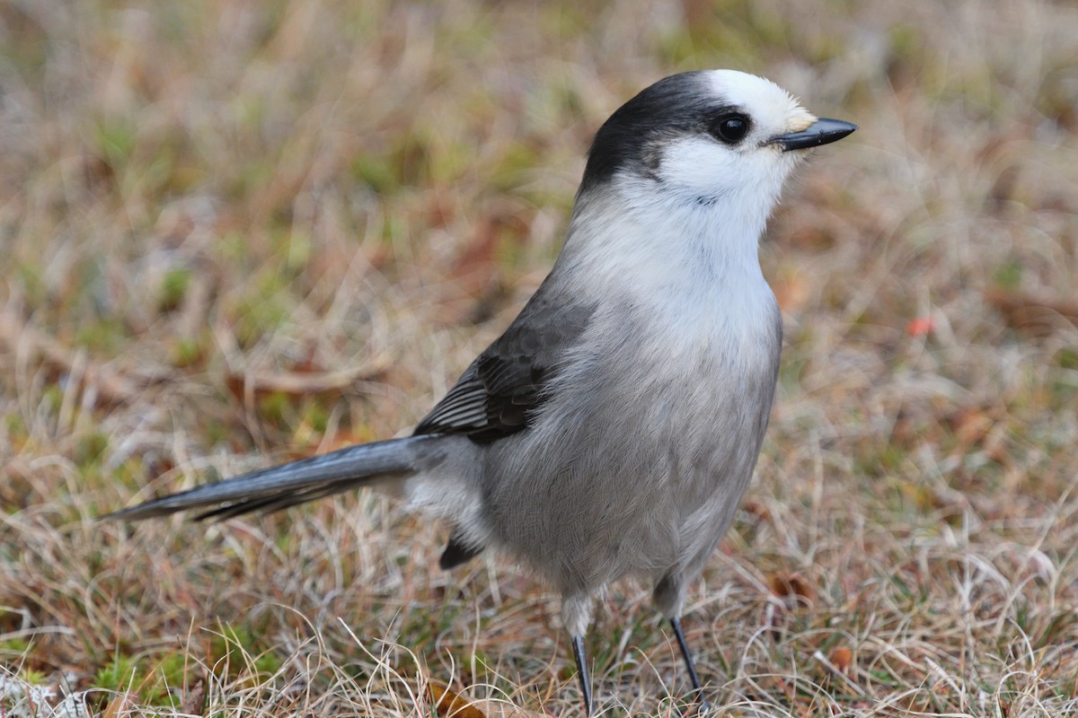 Canada Jay - Louis Lemay