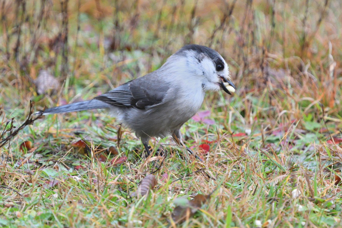 Canada Jay - ML610556546