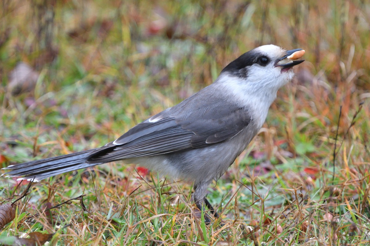 Canada Jay - ML610556547