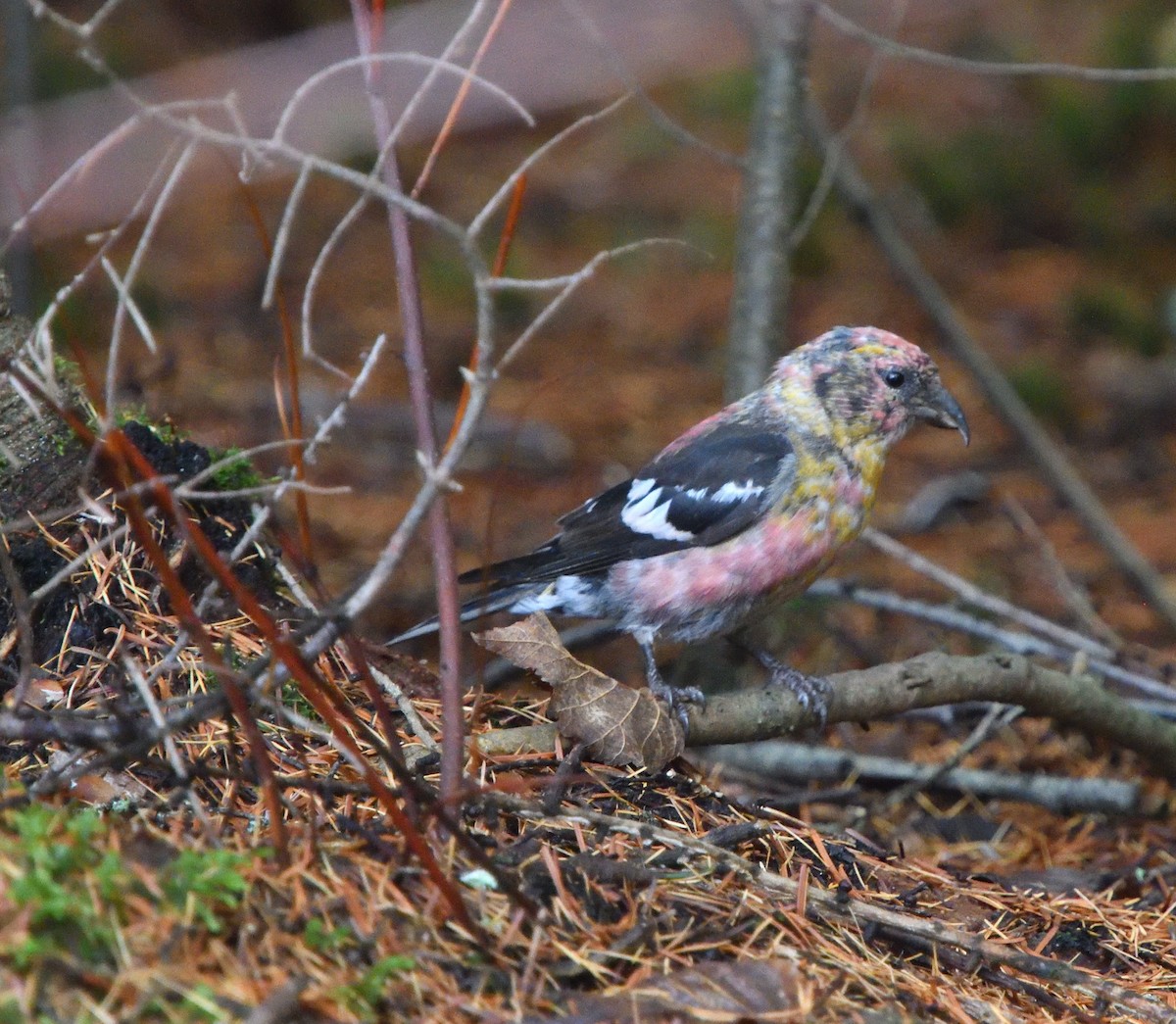 White-winged Crossbill - ML610556582