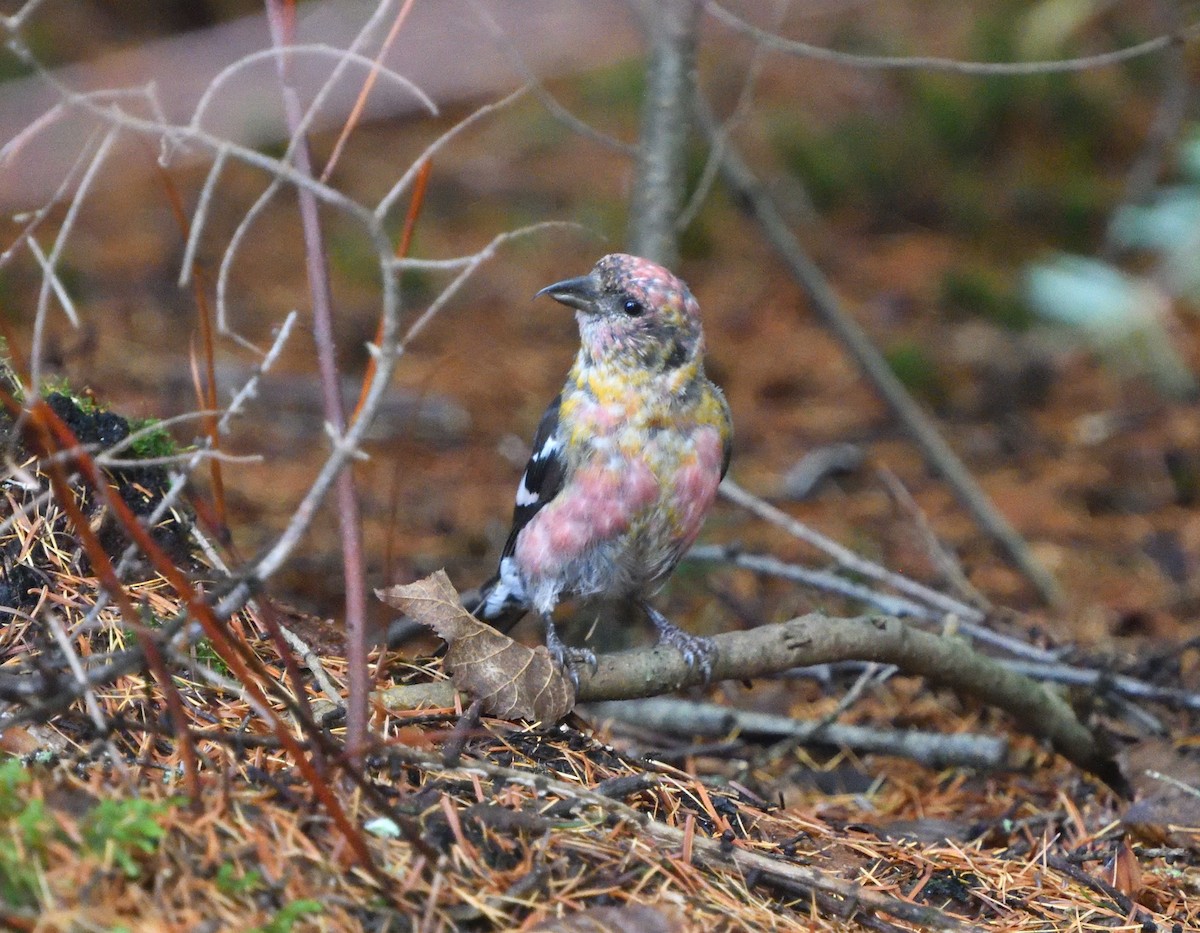 White-winged Crossbill - ML610556583