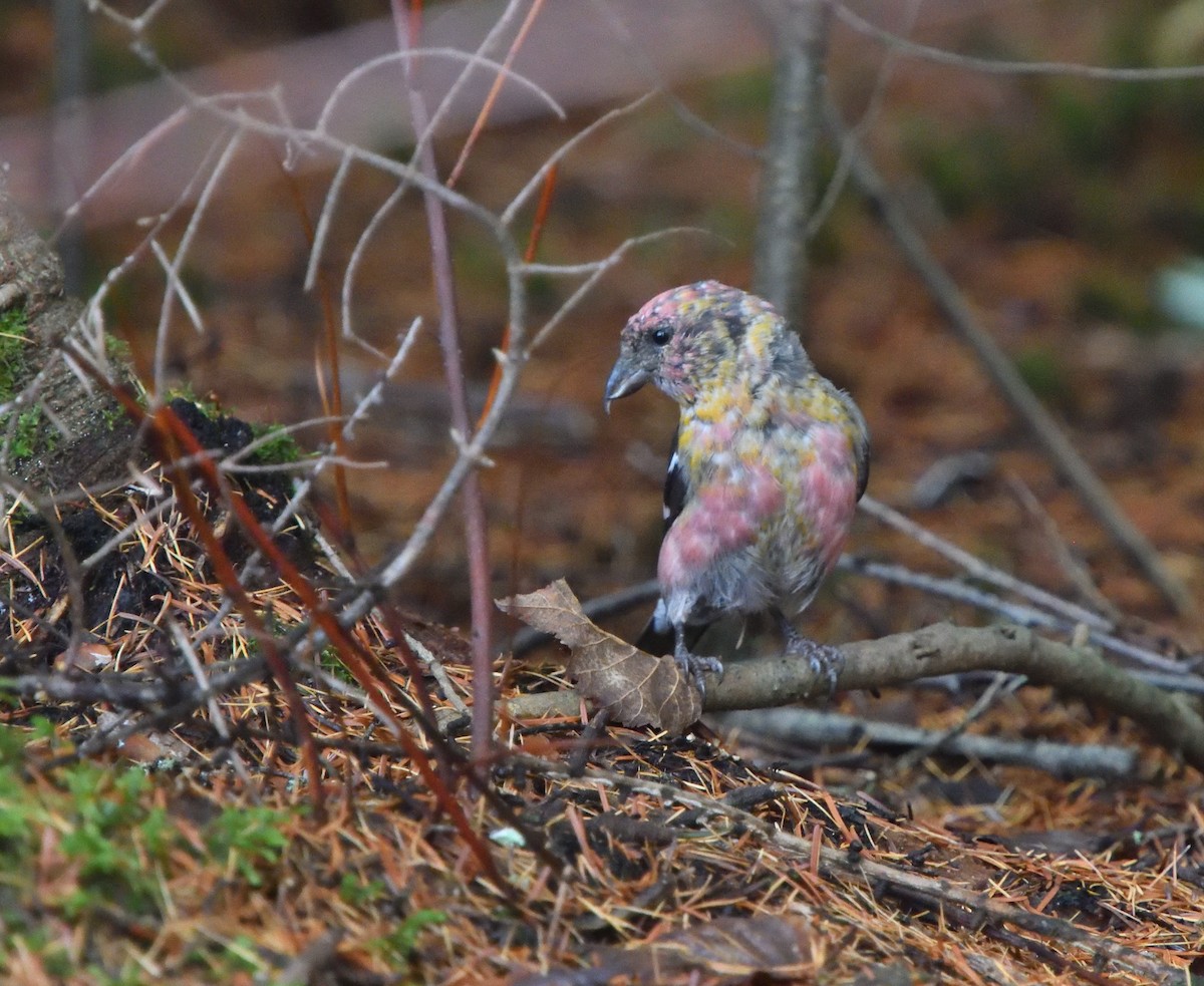 White-winged Crossbill - ML610556584