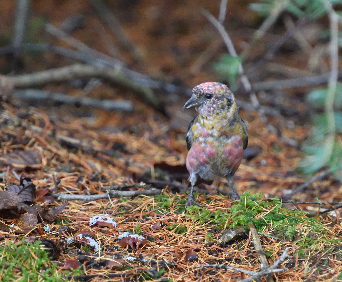 White-winged Crossbill - ML610556585